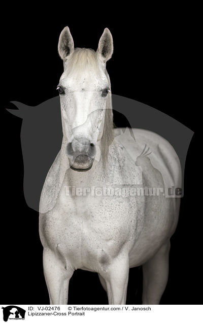Lipizzaner-Cross Portrait / VJ-02476