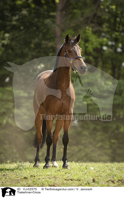 Trakehner-Mix / Trakehner-Cross / VJ-02575