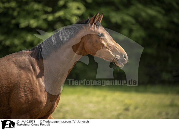 Trakehner-Mix Portrait / Trakehner-Cross Portrait / VJ-02578