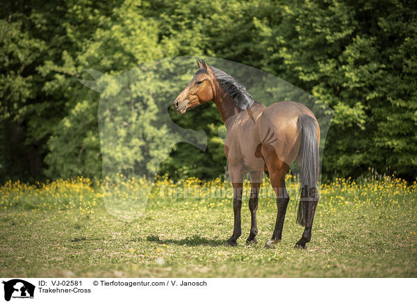 Trakehner-Mix / Trakehner-Cross / VJ-02581
