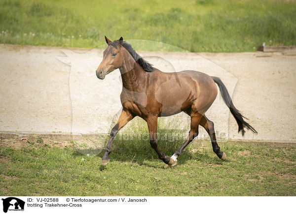 trabender Trakehner-Mix / trotting Trakehner-Cross / VJ-02588