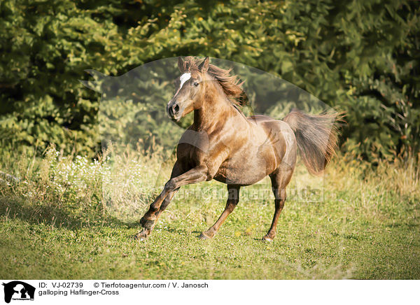 galoppierender Haflinger-Mix / galloping Haflinger-Cross / VJ-02739