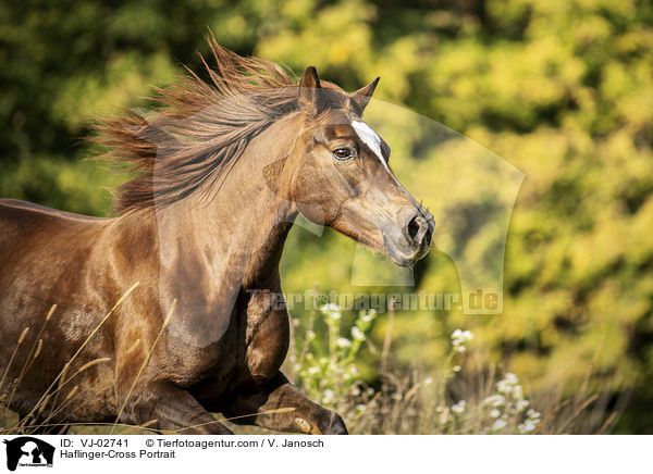 Haflinger-Mix Portrait / Haflinger-Cross Portrait / VJ-02741