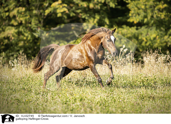 galoppierender Haflinger-Mix / galloping Haflinger-Cross / VJ-02745