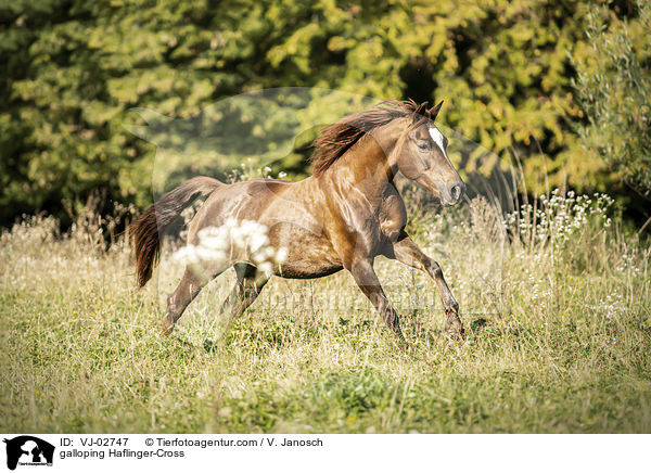 galoppierender Haflinger-Mix / galloping Haflinger-Cross / VJ-02747
