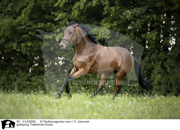 galoppierender Trakehner-Mix / galloping Trakehner-Cross / VJ-02890