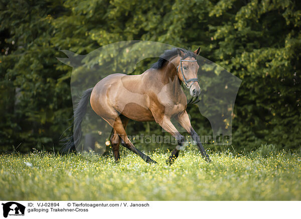 galoppierender Trakehner-Mix / galloping Trakehner-Cross / VJ-02894