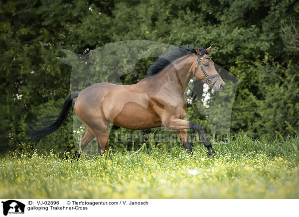 galoppierender Trakehner-Mix / galloping Trakehner-Cross / VJ-02896