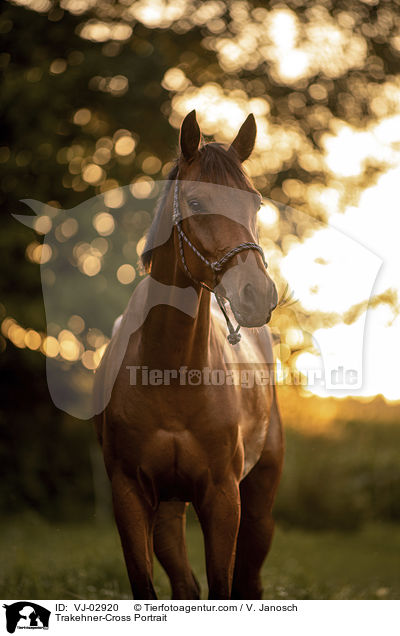 Trakehner-Mix Portrait / Trakehner-Cross Portrait / VJ-02920
