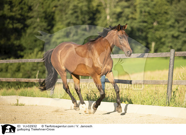 galoppierender Trakehner-Mix / galloping Trakehner-Cross / VJ-02932