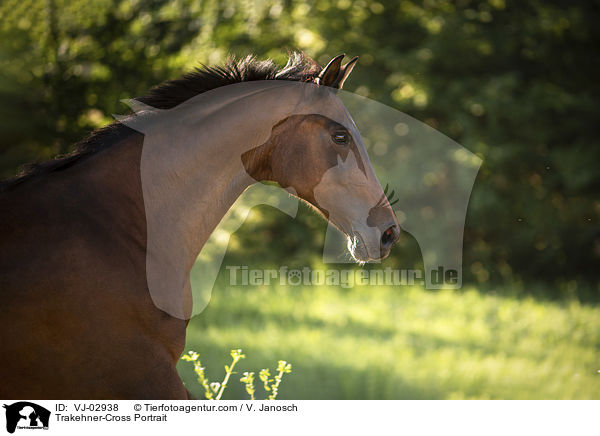 Trakehner-Mix Portrait / Trakehner-Cross Portrait / VJ-02938