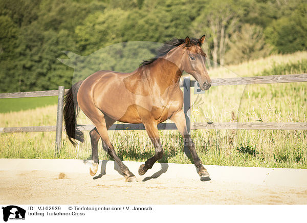 trabender Trakehner-Mix / trotting Trakehner-Cross / VJ-02939