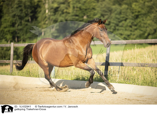 galoppierender Trakehner-Mix / galloping Trakehner-Cross / VJ-02941
