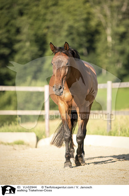 laufender Trakehner-Mix / walking Trakehner-Cross / VJ-02944