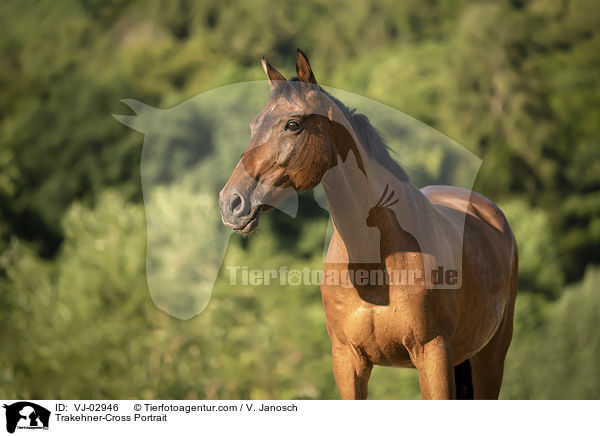 Trakehner-Mix Portrait / Trakehner-Cross Portrait / VJ-02946