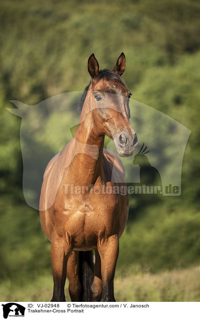 Trakehner-Mix Portrait / Trakehner-Cross Portrait / VJ-02948