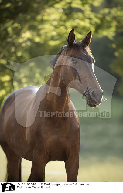 Trakehner-Mix Portrait / Trakehner-Cross Portrait / VJ-02949