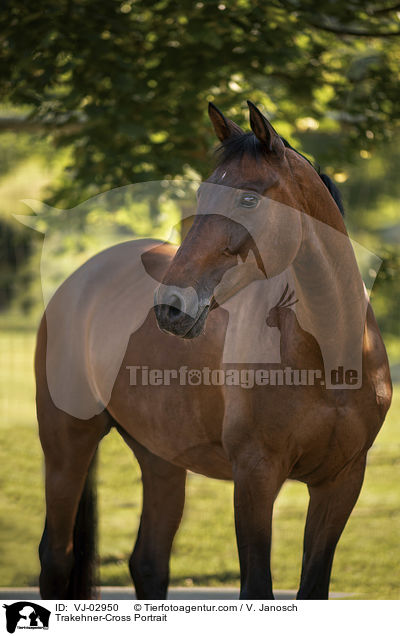 Trakehner-Mix Portrait / Trakehner-Cross Portrait / VJ-02950