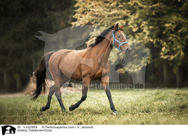 trabender Trakehner-Mix / trotting Trakehner-Cross / VJ-02959