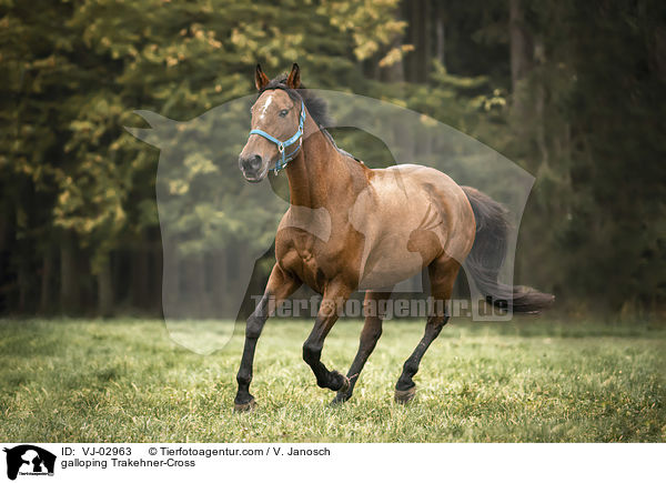 galoppierender Trakehner-Mix / galloping Trakehner-Cross / VJ-02963
