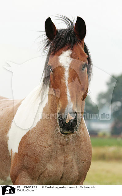 Criollo-Cross / HS-01471