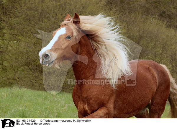 Black-Forest-Horse-cross / HS-01529
