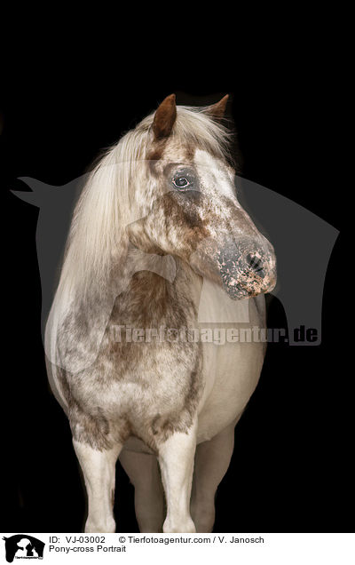 Pony-cross Portrait / VJ-03002