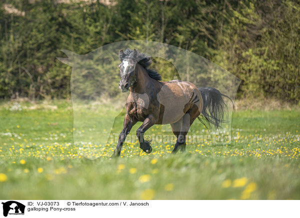 galoppierender Ponymix / galloping Pony-cross / VJ-03073