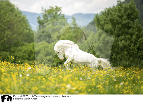 galoppierender Welsh-Mix / galloping Welsh-Cross / VJ-03275