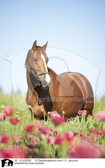 Warmblut-Mix Portrait / warmblood-cross portrait / VJ-03555