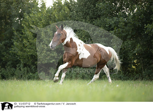galloping warmblood-cross / VJ-03712