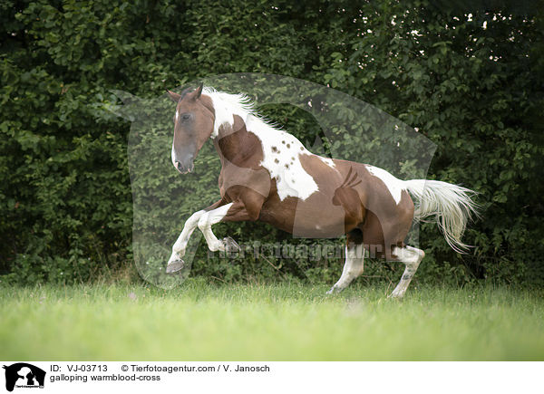 galloping warmblood-cross / VJ-03713