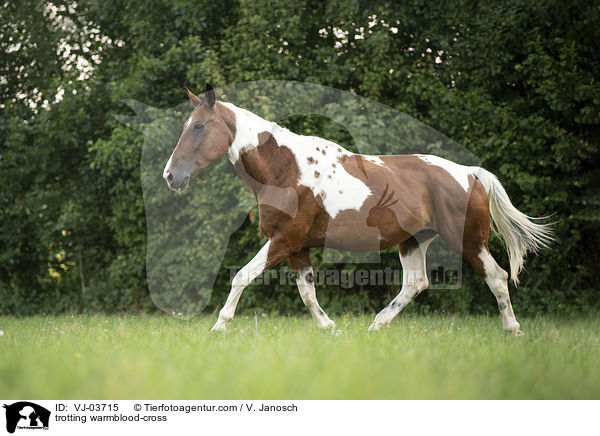 trotting warmblood-cross / VJ-03715