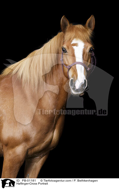 Haflinger-Mix Portrait / Haflinger-Cross Portrait / PB-01181
