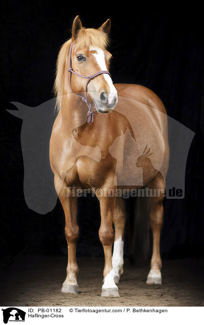Haflinger-Mix / Haflinger-Cross / PB-01182