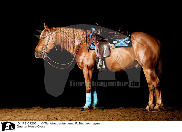 Quarter Horse-Mix / Quarter Horse-Cross / PB-01203