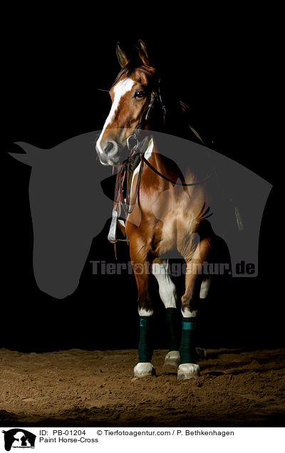 Paint Horse-Cross / PB-01204