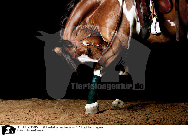Paint Horse-Cross / PB-01205