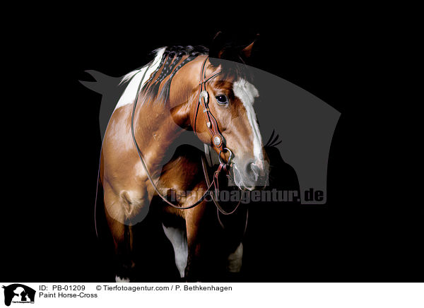 Paint Horse-Cross / PB-01209