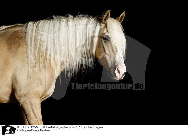 Haflinger-Mix Portrait / Haflinger-Cross Portrait / PB-01255