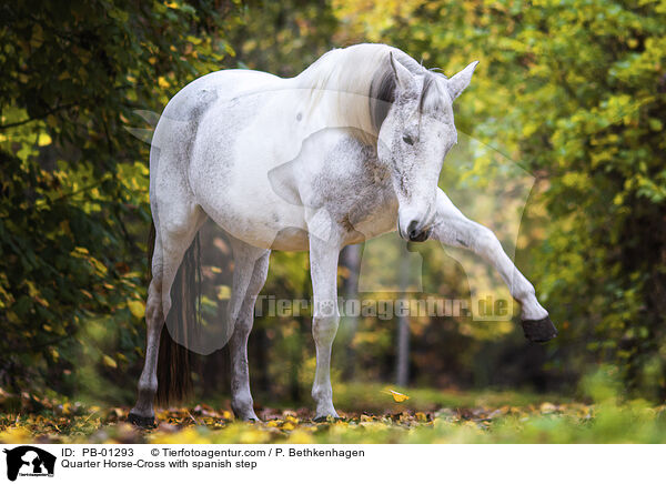 Quarter Horse-Mix mit spanischem Schritt / Quarter Horse-Cross with spanish step / PB-01293