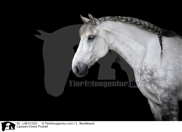 Lipizzan-Cross Portrait / LIB-01322