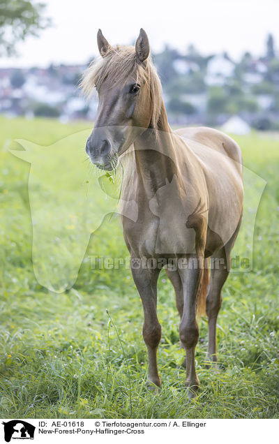 New-Forest-Pony-Haflinger-Mix / New-Forest-Pony-Haflinger-Cross / AE-01618