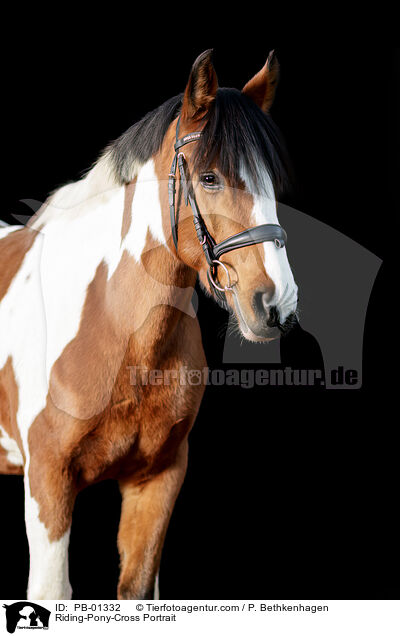 Riding-Pony-Cross Portrait / PB-01332