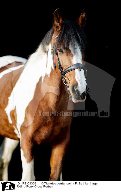 Riding-Pony-Cross Portrait / PB-01333