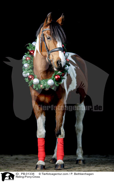 Riding-Pony-Cross / PB-01336