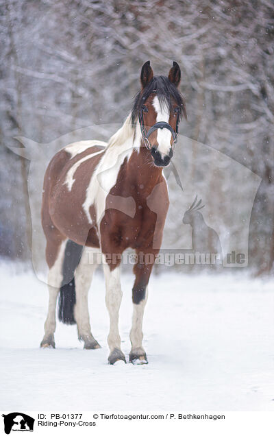 Riding-Pony-Cross / PB-01377
