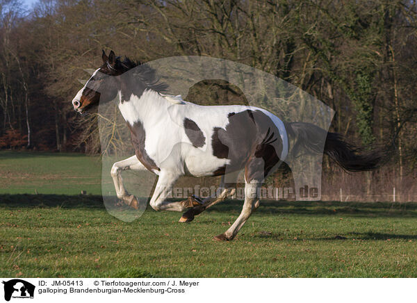 galloping Brandenburgian-Mecklenburg-Cross / JM-05413