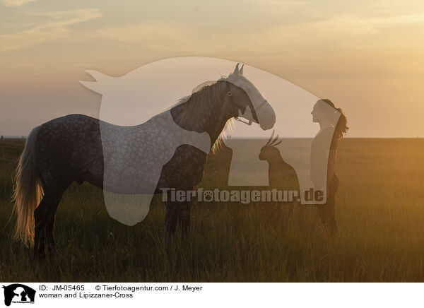 Frau und Lipizzaner-Mix / woman and Lipizzaner-Cross / JM-05465