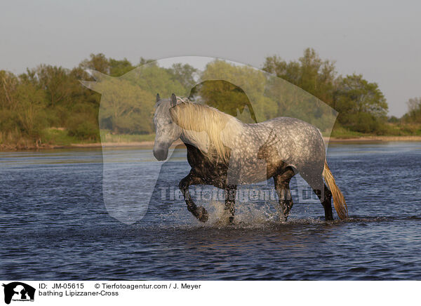 bathing Lipizzaner-Cross / JM-05615